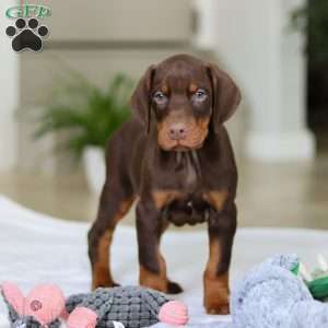 Champ, Doberman Pinscher Puppy